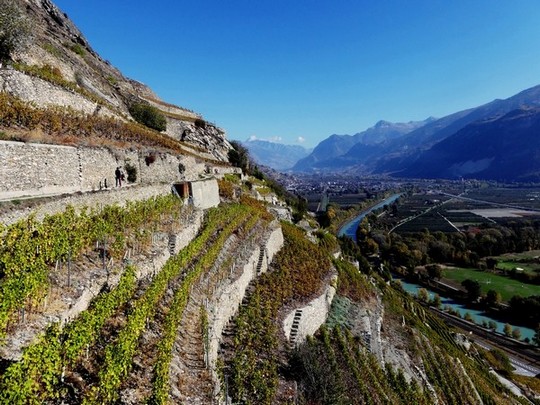 Vignes en terrasses du Canton du Valais, surplombant le Rhône