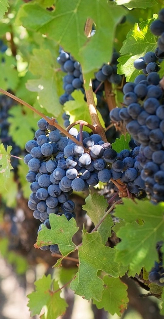 12. DÉMONTEZ LES CLICHÉS DU VIN ! - 25€