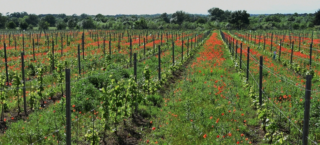 Vins bio, biodynamiques ou naturels, quelles différences ?