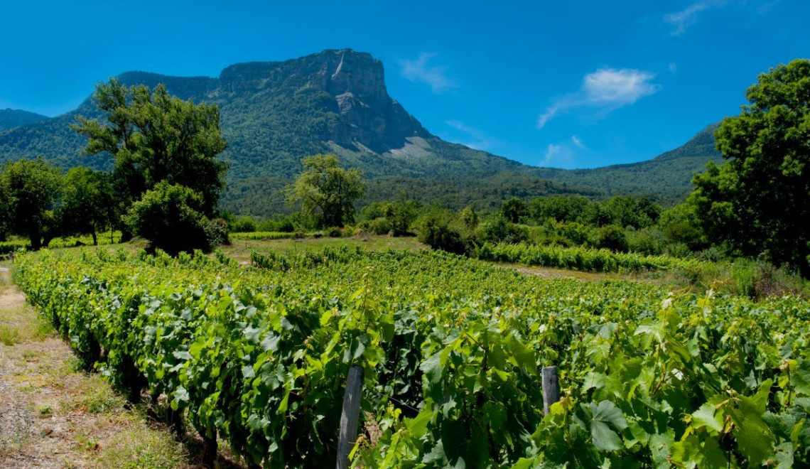 Domaine Giachino Vignes