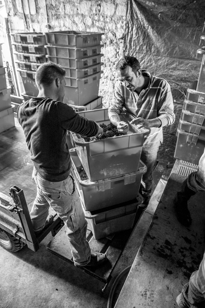 Au domaine Guiberteau, les vendanges sont manuelles 