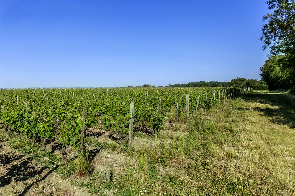 Domaine Guiberteau :Les vignes en Agriculture biologique