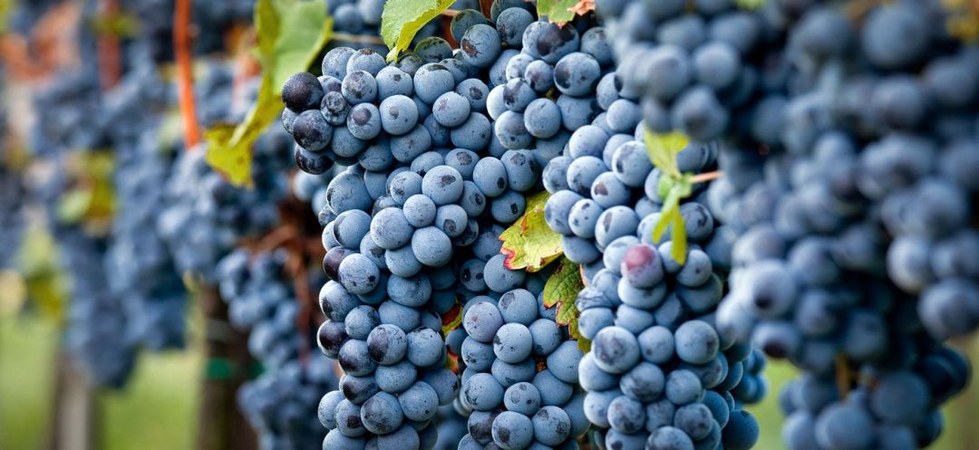 Pinot Noir : Cépage premier de la classe