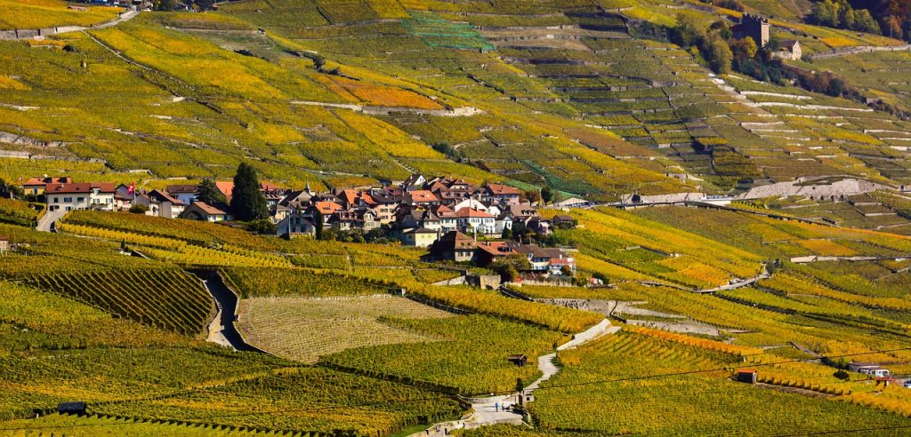 Vignes de Lavaux, dans le Canton de Vaud