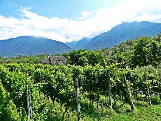 Pieds de vigne de Merlot, région du Tessin