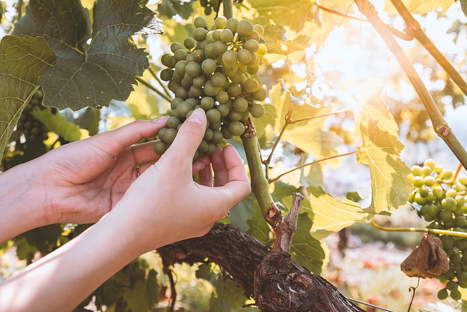 Mains de femme tenant une grappe de raisin pas encore mûre sur une vigne